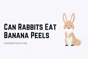Can Rabbits Eat Banana Peels
