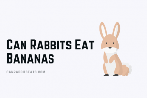 Can Rabbits Eat Bananas