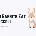 Can Rabbits Eat Broccoli