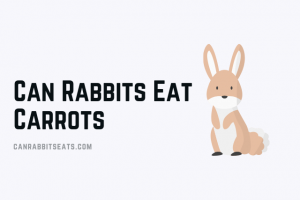 Can Rabbits Eat Carrots
