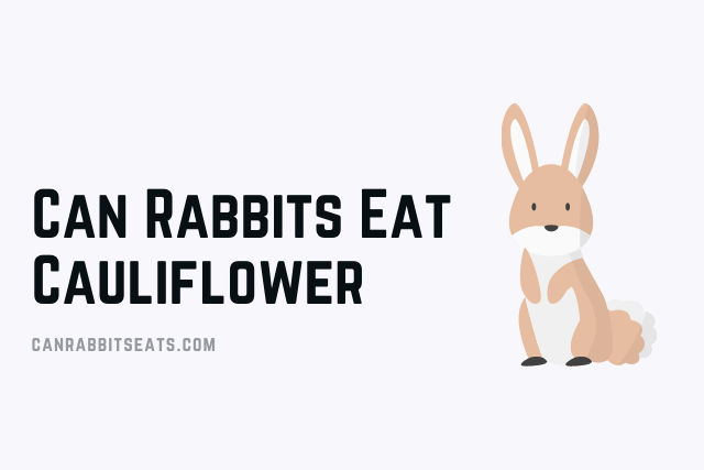 Can Rabbits Eat Cauliflower