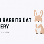 Can Rabbits Eat Celery
