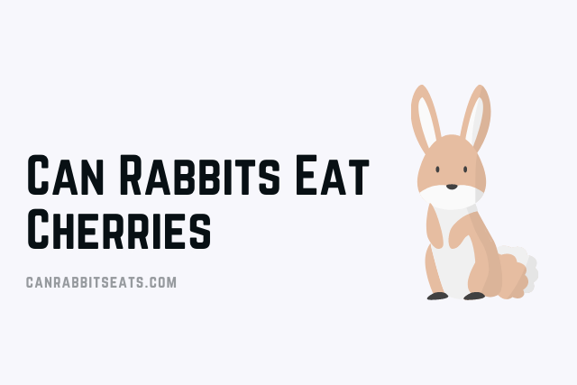 Can Rabbits Eat Cherries
