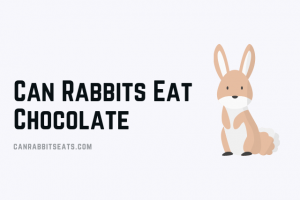 Can Rabbits Eat Chocolate