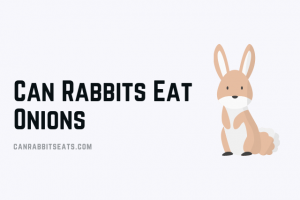 Can Rabbits Eat Onions