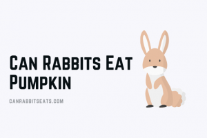 Can Rabbits Eat Pumpkin
