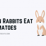 Can Rabbits Eat Tomatoes