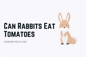 Can Rabbits Eat Tomatoes