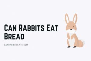 Can Rabbits Eat bread