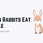 Cat Rabbits Eat Kale
