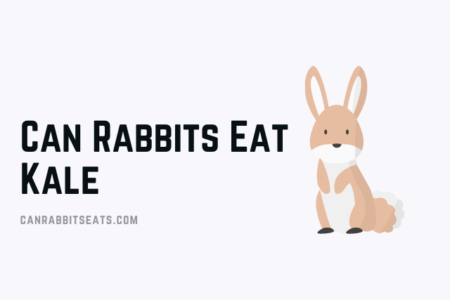Can Rabbits Eat Kale