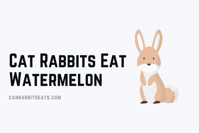 Cat Rabbits Eat Watermelon